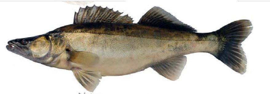 Sander lucioperca_08.jpg